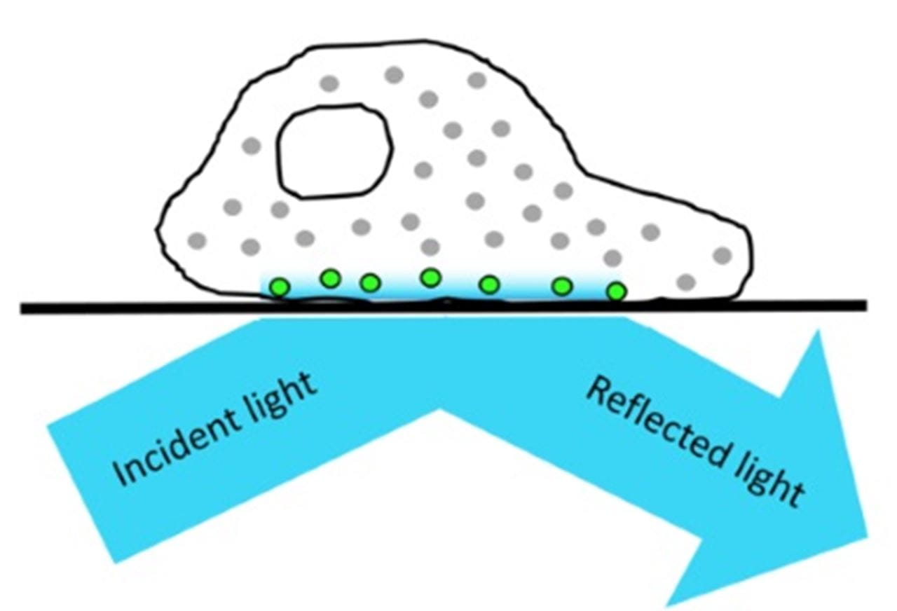 Total Internal Reflection Fluorescence Microscopy Example showing incident light to reflected light