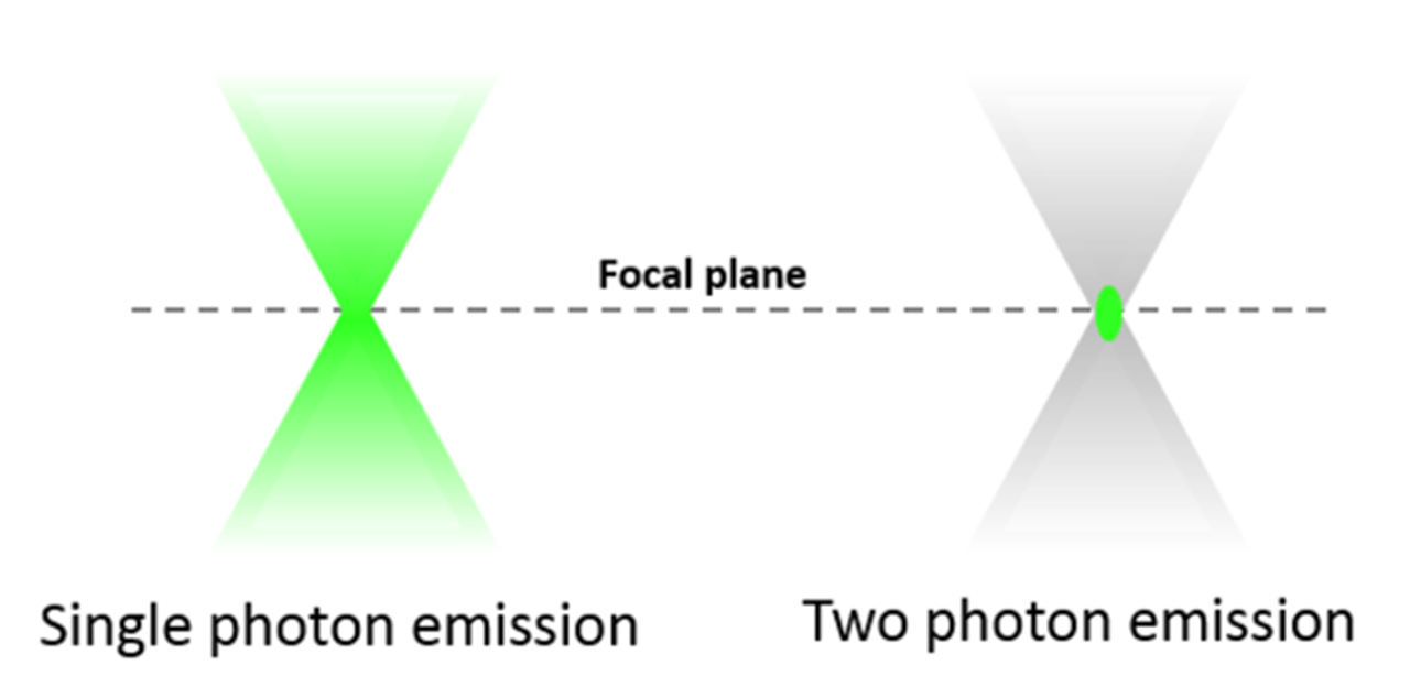 Two-Photon microscopy example comparing single photon emission vs two photon emission