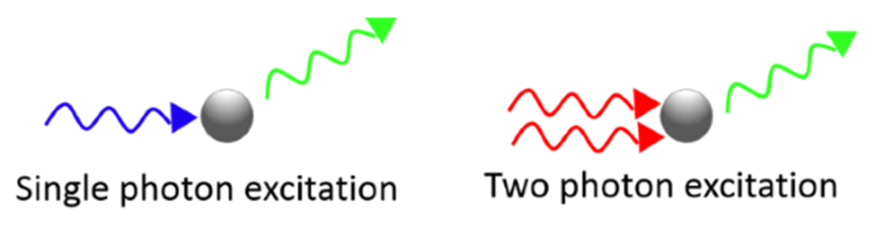 Two-Photon microscopy example showing single photon excitation and two photon excitation