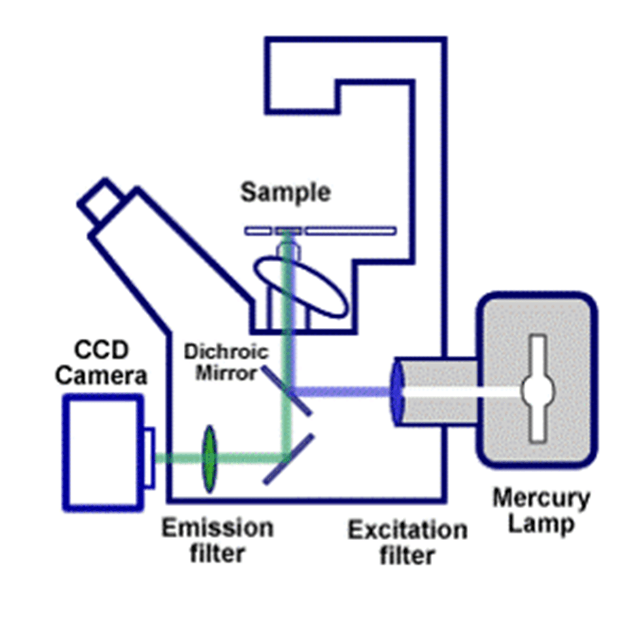Charge-Coupled Device (CCD) camera diagram, showing how the CCD camera uses the emission filter and dichroic mirror to view the sample, in conjunction with the excitation filter and mercury lamp