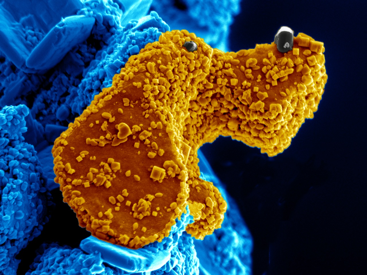 The Carbon-Anatase Dog: Colorized SEM image of nano-anatase (TiO<sub>2</sub>) crystals decorating amorphous graphene-like carbon, fabricated by oxidizing two-dimensional Ti<sub>3</sub>C<sub>2</sub> powder. The resulting nano-TiO<sub>2</sub>/carbon sheets hybrid structure showed good performance as an anode material in lithium ion batteries and may have other attractive properties.