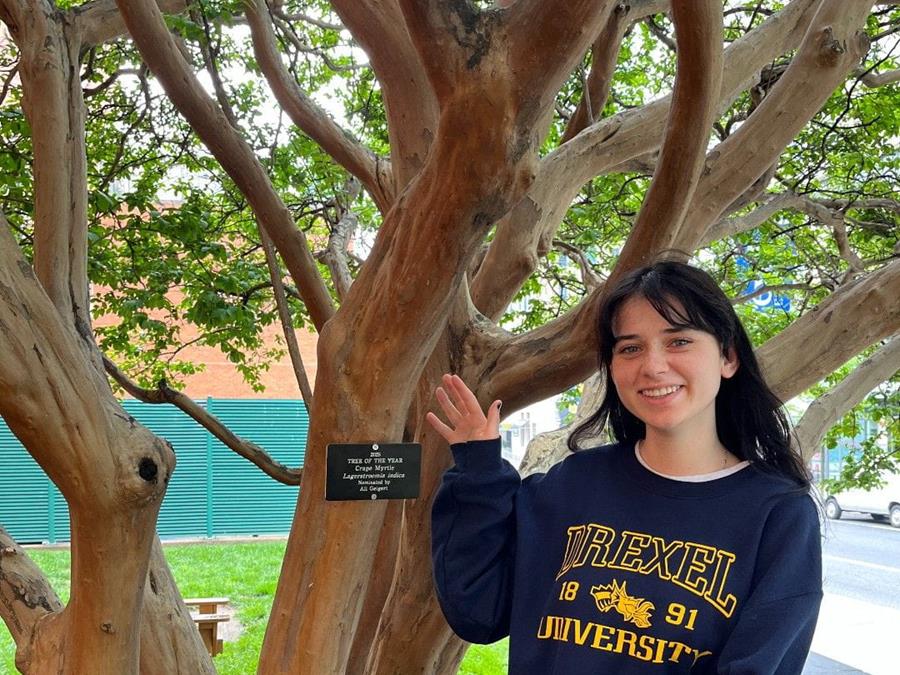2025 Best Tree winner: the Crape Myrtle between Stratton Hall and Chestnut Street