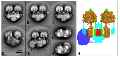 2-D projection maps of dimeric ATP synthase from Tetrahymena thermophila