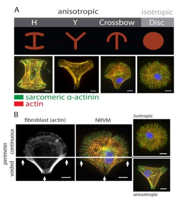  Fibronectin-microprinted adhesive patterns (mechano-alphabet), representing the spectrum of the anisotropic and isotropic adhesion imposed conditions (top) and corresponding myocyte cytoskeleton (CSK) architectural features (bottom)