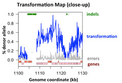 Map of transformation of bacterial DNA