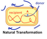 Natural transformation of bacterial DNA