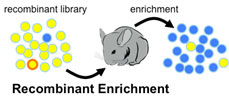 Diagram of recombinant enrichment