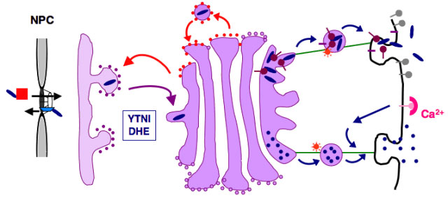HTLV-1 Tax Nucleocytoplasmic Shuttling