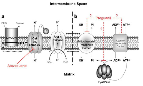 The generation of mitochondrial membrane potential in P. falciparum.