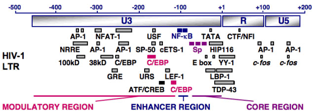 HIV-1 LTR diagram: Modulatory Region, Enhancer Region, Core Region