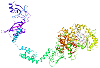 RelAEc structure simulation with lead inhibitor docked into the active site.