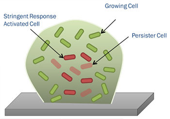 Stringent Response -> persister cells in a bacterial biofilm.