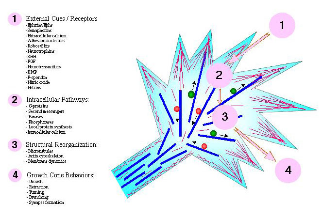 Structure and Function of the Neuronal Cytoskeleton