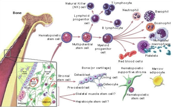 Bone Marrow Stromal Cells