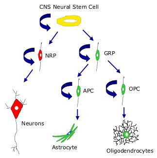 Neural Stem Cells and Progenitors
