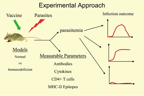 Illustration of experimental approach