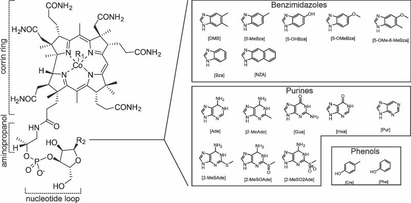 Diagram of vitamin biosynthesis in the Beld Lab