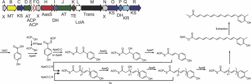 Beld Lab imagine of biosynthetic gene cluster of an aryl polyene produced by E. coli
