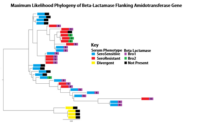 Maximum Likelihood Phyologeny of Beta-Lactamase Flanking Amidotransferase Gene