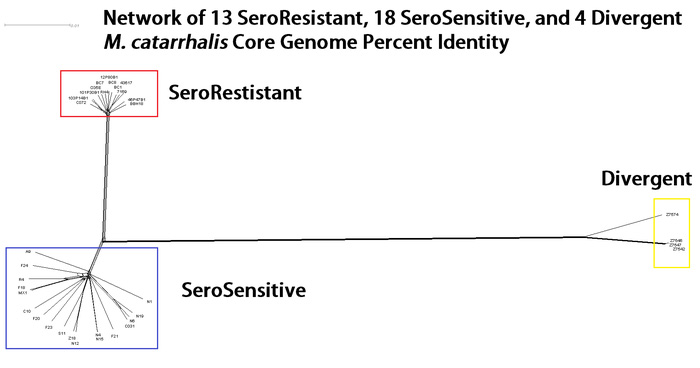 Network of 13 SeroResistant, 18 SeroSensitive, and 4 Divergent M. catarrhalis Core Genome Percent Identity