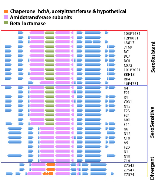 Chaperone hchA, acetyltransferase and hypothetical; amidotransferase subunits; beta-lactamase