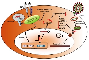 We are focused on how TLR stimulation regulates microRNA expression profiles and the subsequent effects on cellular proteins that play a role in the viral life cycle.