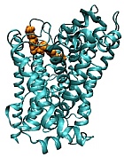 Screening for allosteric modulators of monoamine transporters