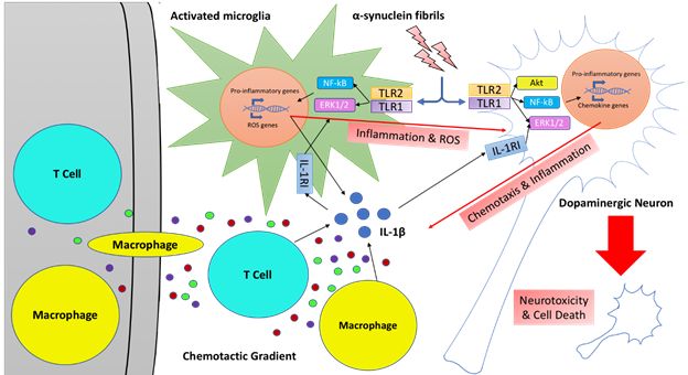 Neuroinflammation in Parkinson's disease - diagram