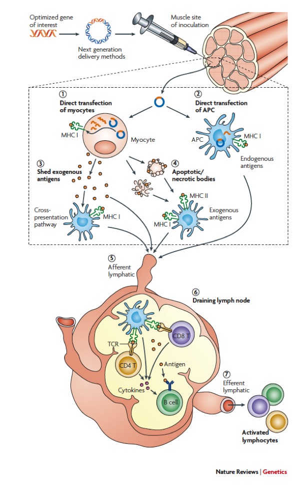 Figure 1. Induction of Cellular and Humoral Immunity by DNA Vaccination