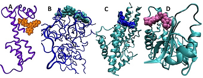 Our research aims to design antimalarial compounds that target unique protein-protein interactions
