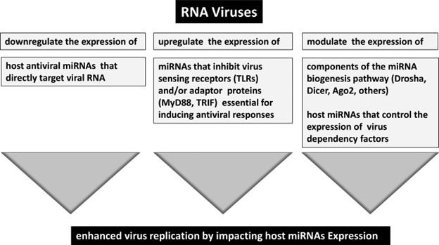 Multiple mechanisms by which RNA viruses can manipulate the  host RNA interference (RNAi) pathway for enhanced replication