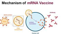 Mechanism of mRNA Vaccines