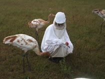 Drexel Engineering Professor on Leave to Help Raise Endangered Whooping Crane Chicks