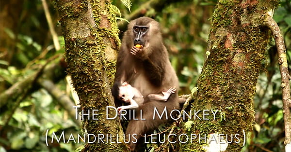 A still image from the trailer of the Drill Project film