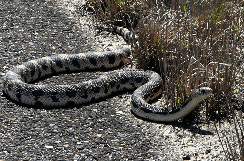 A northern pine snake near the edge of an asphalt road in New Jersey. Credit: Dane Ward