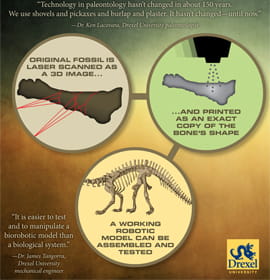 Infographic: Original fossil is laser scanned as a 3D image... And printed as an exact copy of the bone's shape. A working robotic model can be assembled and tested.