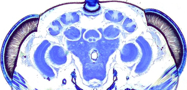 A stained cross-section of a Leipolmeles wasp shows different brain regions. O'Donnell measured and compared the relative sizes of different sensory regions across castes within 12 wasp species.