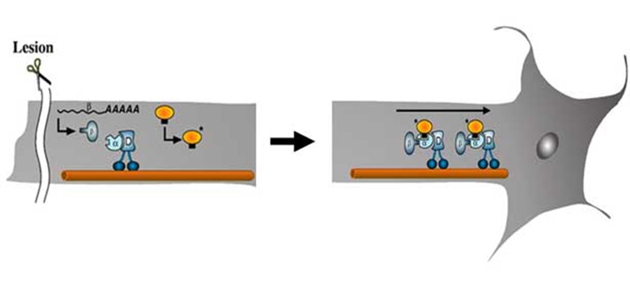 Diagram shows the role of the protein importin beta1 in signaling after nerve damage at the axon, from the axon to the cell body.