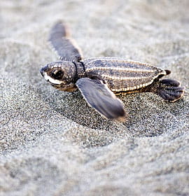 Baby leatherback sea turtle. Credit: Jimmy G (jimmyweee) http://www.flickr.com/photos/jimmyg/183138216/