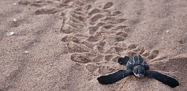 Leatherback sea turtle hatchling on the beach. Credit: Jolene Bertoldi / ZA Photos http://www.flickr.com/photos/za-photos/5406890987/