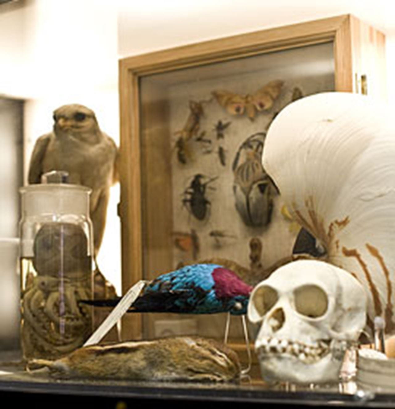 The Academy at 200: The Nature of Discovery, opening March 24, features a selection of stunning treasures from the Academy’s world-renowned collections.