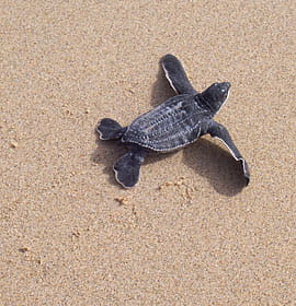 Baby leatherback turtle on the beach