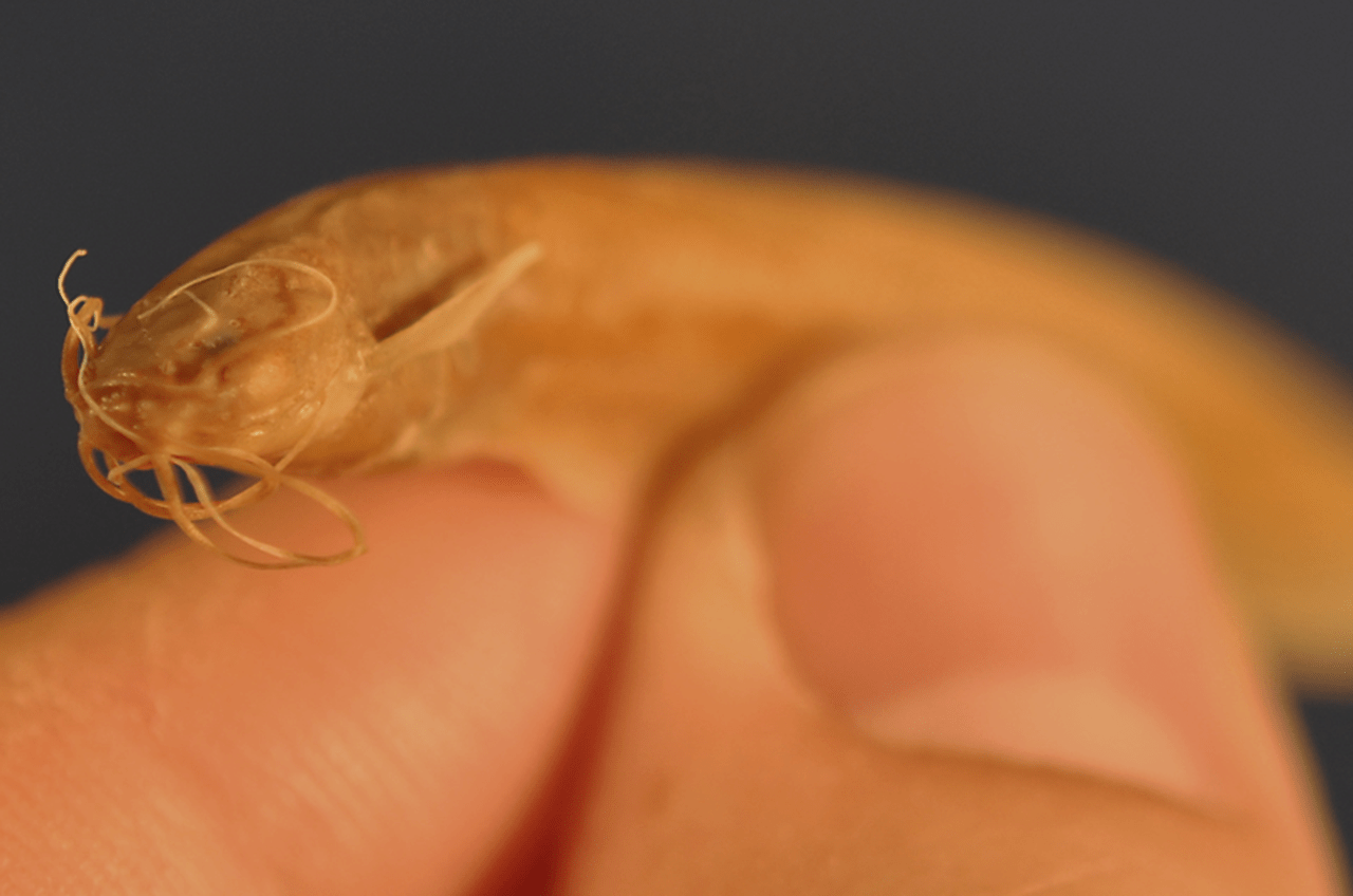 Close-up photo of the face of a specimen of Kryptoglanis shajii, a subterranean catfish from India