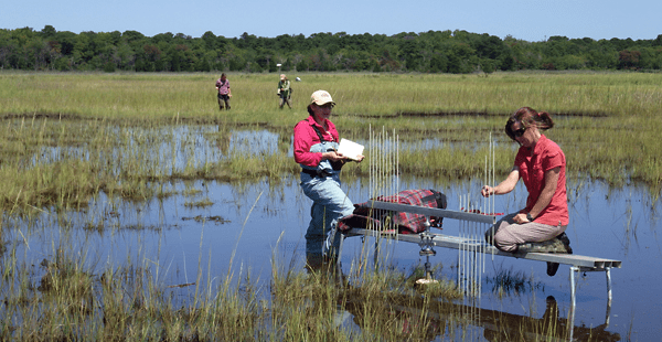 Foreground: Dr. Tracy Quirk uses a Surface Elevation Table (SET) to measure relative sediment elevation change in a salt marsh in Barnegat Bay, NJ while staff scientist Linda Zaoudeh records data. Background: Staff scientist Stephanie Leach and Drexel environmental science graduate student Viktoria Unger use Real Time Kinematic (RTK) satellite navigation with GPS technology to measure the elevation of the marsh.