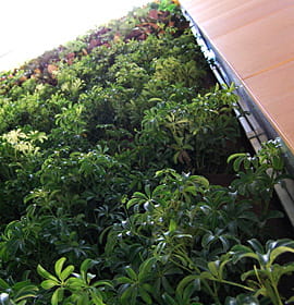 Biowall - a vertical wall of living plants.
