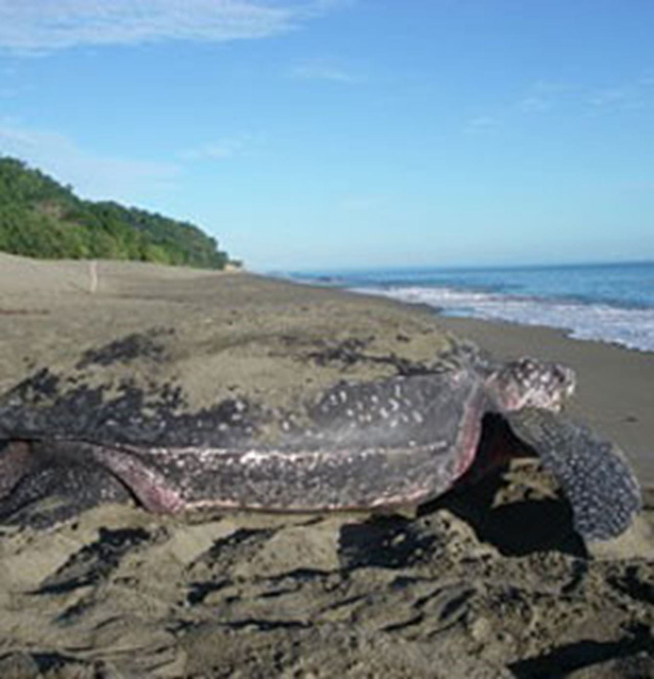 Leatherback turtle