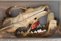Photo of a wolf skull by Rosamund Purcell