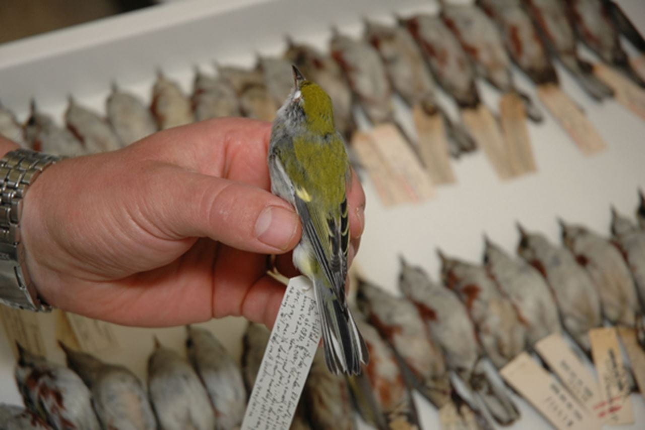 BEEs natural history collection course