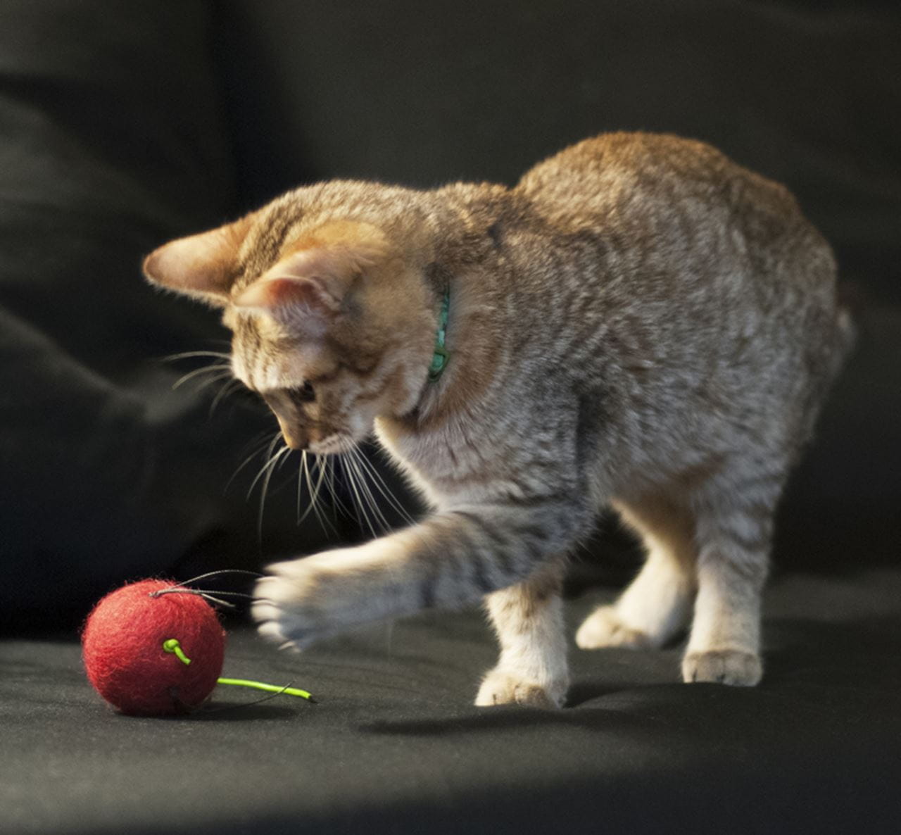 MeriMice pet toys are made from 100 percent eco-wool and dyed with AZO free natural dyes.