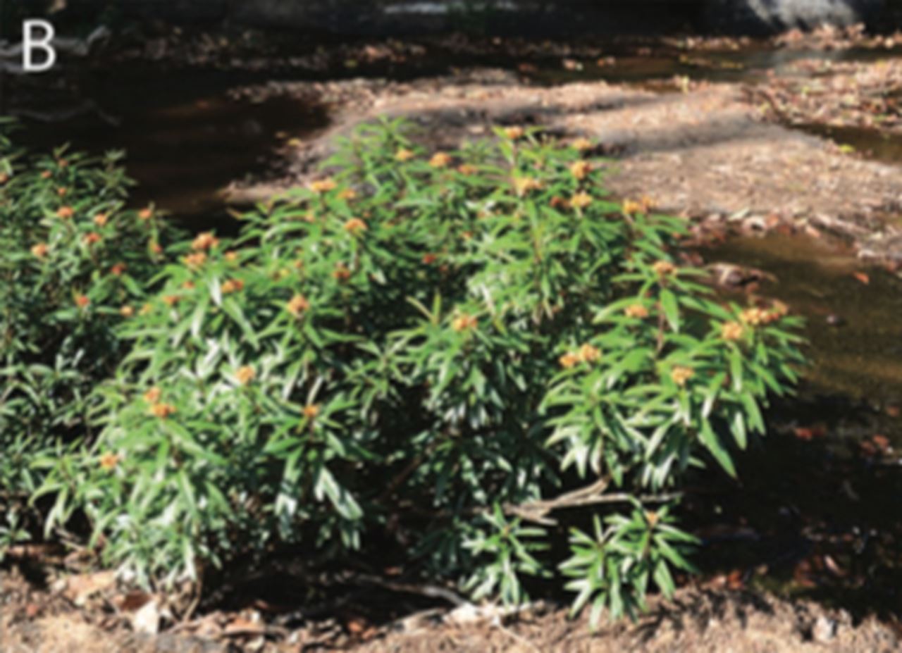 Sarcolobus cambogenesis in its habitat. Photograph by Hyosig Won).